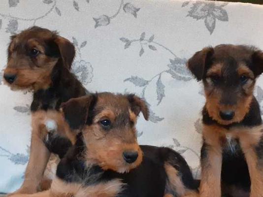 kc registered airedale terrier puppies 